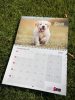 PUPPY Calender 2022