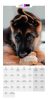 PUPPY Calender 2024