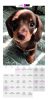 PUPPY Calender 2024